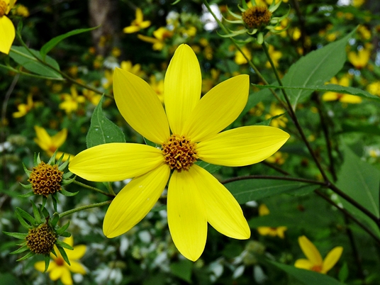 {Helianthus decapetalus}